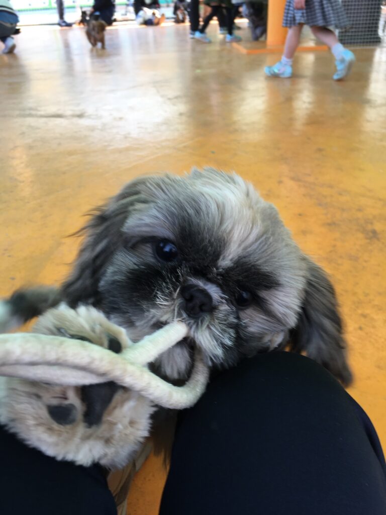 つくばわんわんランドの様子